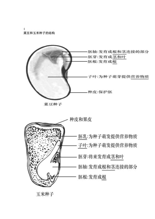 2023年中考生物復(fù)習(xí)專題 初中生物識(shí)圖題常用結(jié)構(gòu)示意圖