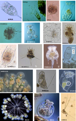環(huán)境工程微生物技術(shù)在醫(yī)藥領(lǐng)域的技術(shù)開發(fā)與應(yīng)用前景