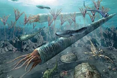 海百合 偽裝成植物的“女裝大佬”，實(shí)為遠(yuǎn)古肉食掠食者